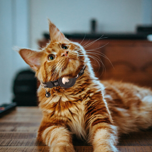Breakaway Cat Collar with AirTag Holder and Bell